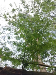 Libidibia sclerocarpa