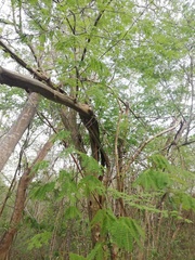 Libidibia sclerocarpa