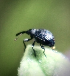 Cistapion cyanescens