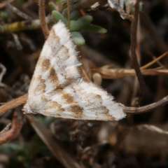 Anomocentris trissodesma