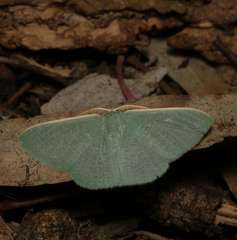 Prasinocyma ocyptera