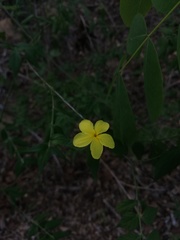 Haplophyton cimicidum