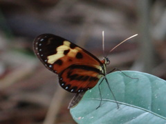 Mechanitis polymnia polymnia