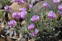Astragalus spatulatus