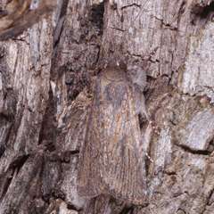 Ectopatria mundoides