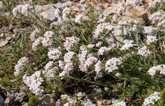 Asperula supina caespitans