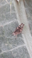 Calliptamus barbarus