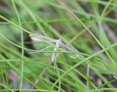 Pterophorus pentadactyla