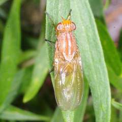 Meiosimyza appula