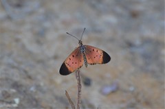 Acraea caldarena