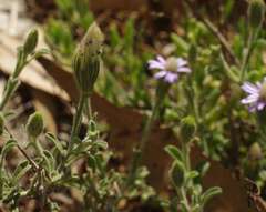 Vittadinia dissecta hirta