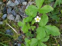 Fragaria vesca