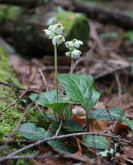 Pyrola japonica