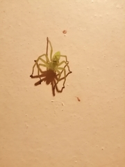 Micrommata