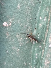 Ichneumonidae