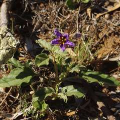 Solanum esuriale