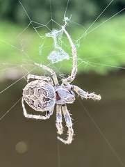 Larinioides sclopetarius