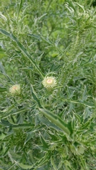 Carduus acanthoides