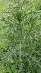 Carduus acanthoides