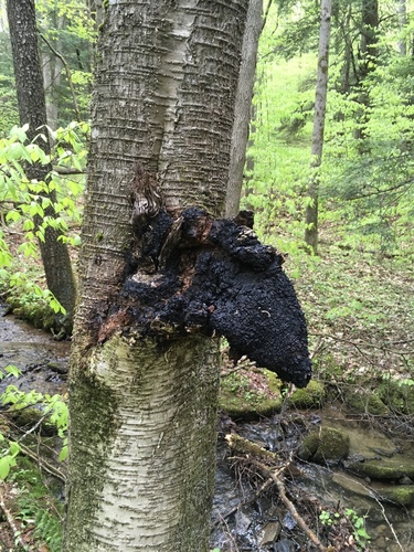 chaga
