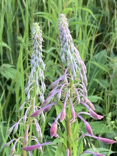 Siauralapis gaurometis nuotrauka