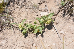 Asclepias viridiflora