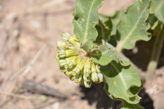 Asclepias viridiflora