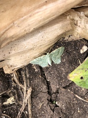 Chlorochlamys phyllinaria