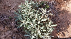 Berkheya heterophylla