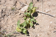 Asclepias viridiflora