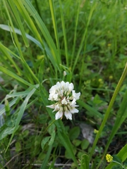 Trifolium repens