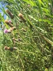 Cirsium arvense