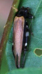Mnesibulus bicolor