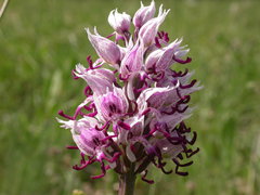 Orchis simia simia