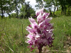 Orchis simia simia