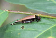 Mnesibulus bicolor
