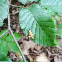 Nemophora degeerella