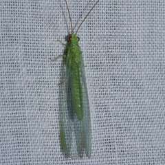 Plesiochrysa ramburi