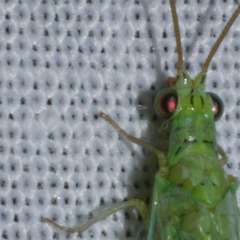 Plesiochrysa ramburi