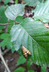 Nemophora degeerella