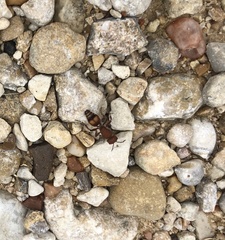 Dasymutilla scaevola