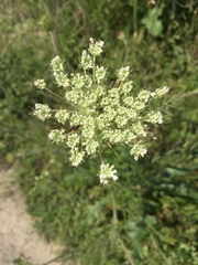 Daucus carota