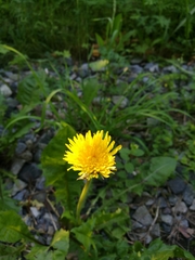 Taraxacum officinale