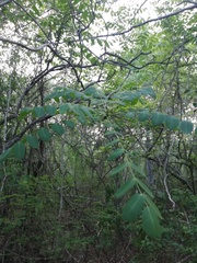 Comocladia macrophylla