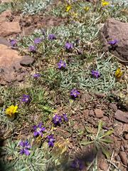 Campanula filicaulis