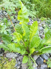 Taraxacum officinale