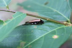 Mnesibulus bicolor