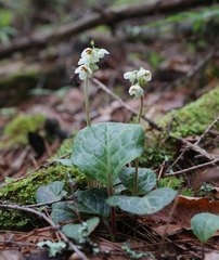 Pyrola japonica