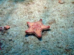 Goniaster tessellatus