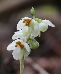 Pyrola japonica